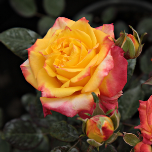 Rumba ® - trandafiri - www.ioanarose.ro